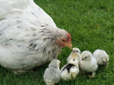 Ilutsrasi Induk Ayam