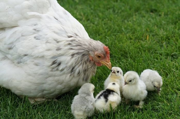 Ilutsrasi Induk Ayam